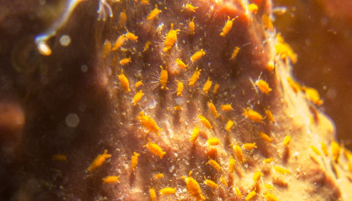 Sponge Isopods